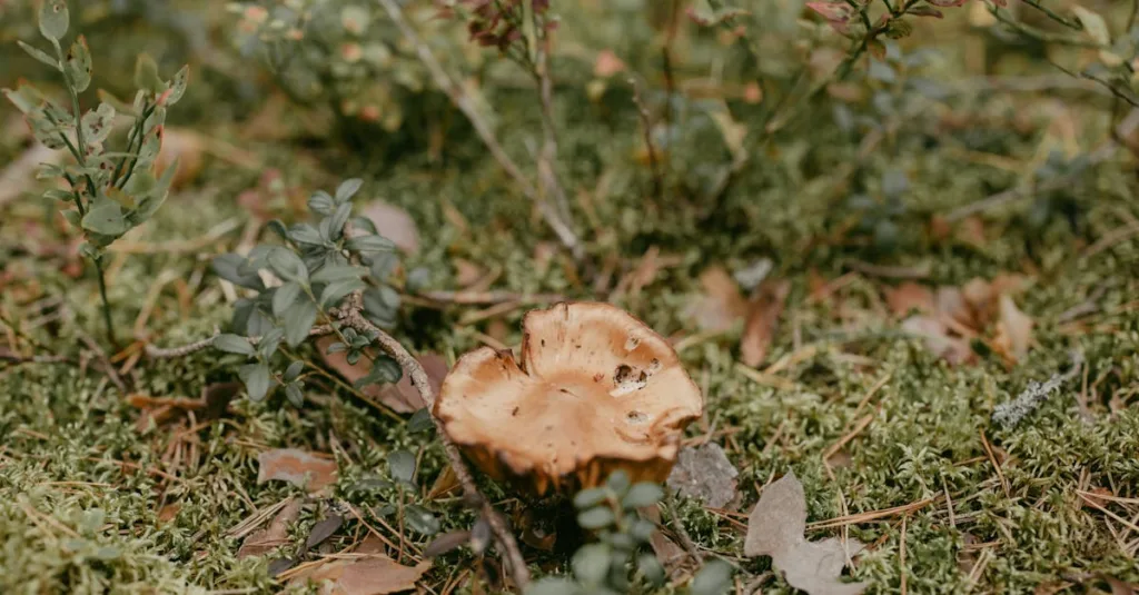 découvrez la chanterelle toxique : identification, risques et précautions à prendre pour éviter les intoxications lors de la cueillette des champignons.