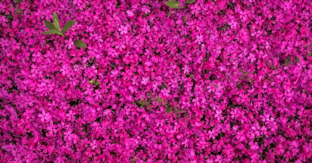 hellofresh propose des box repas avec des ingrédients frais et des recettes faciles à préparer pour un quotidien gourmand et équilibré.