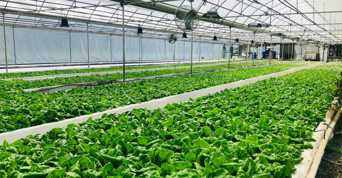découvrez l'aquaponie, un système durable combinant aquaculture et hydroponie pour cultiver végétaux et poissons de manière écologique et efficace.