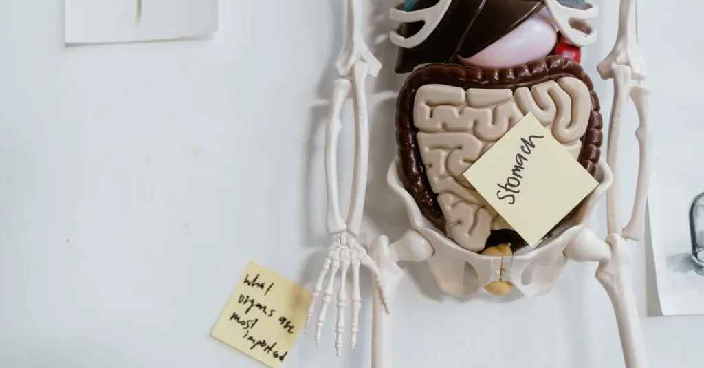 découvrez les problèmes digestifs liés à la créatine, leurs causes et comment les éviter pour un usage sûr et efficace de ce complément.