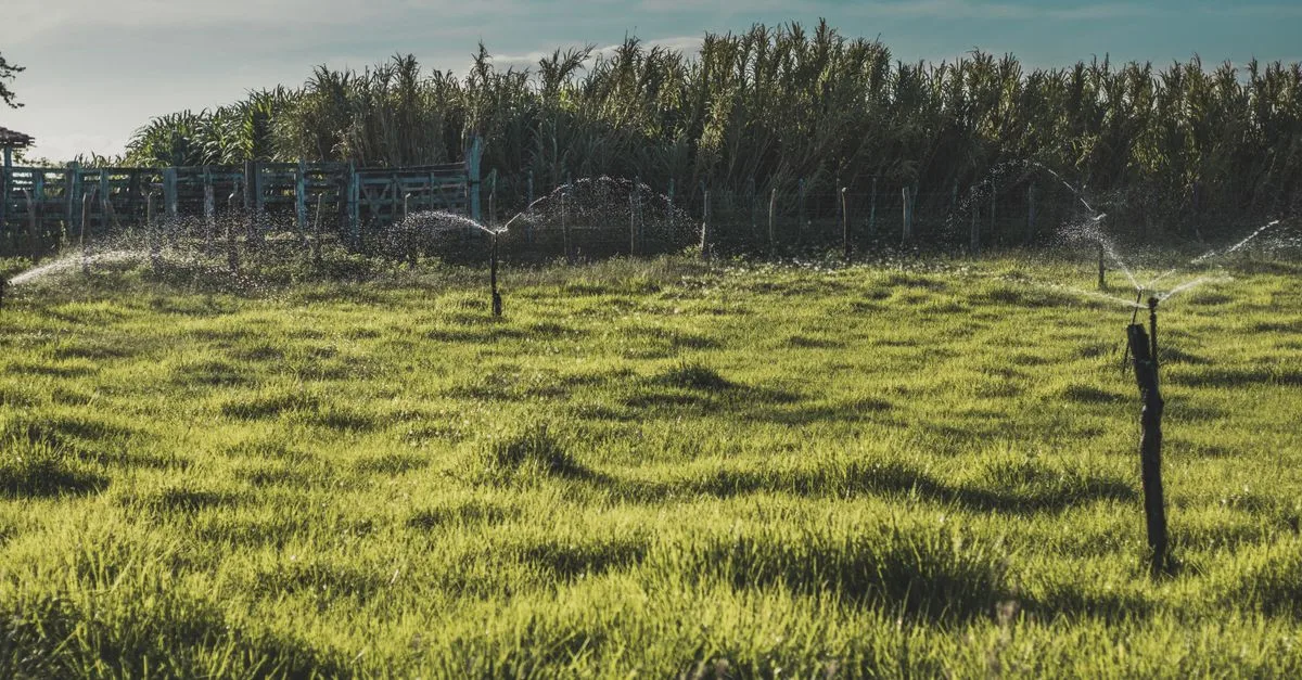 découvrez l'agriculture écologique : des pratiques durables respectueuses de l'environnement pour produire des aliments sains tout en préservant la biodiversité et les ressources naturelles.