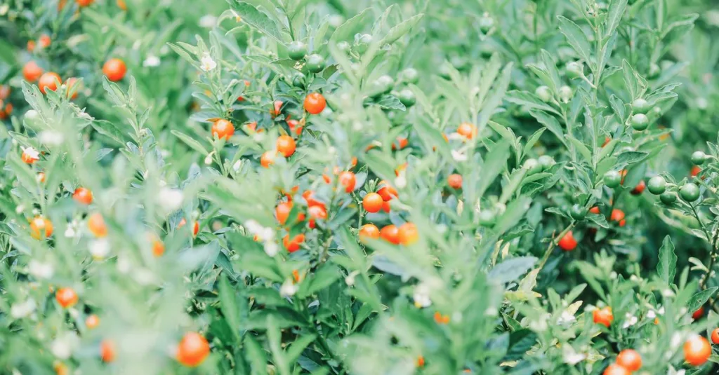 découvrez les bienfaits de l'ashwagandha, une plante adaptogène renommée pour réduire le stress, améliorer l'énergie et favoriser le bien-être général.