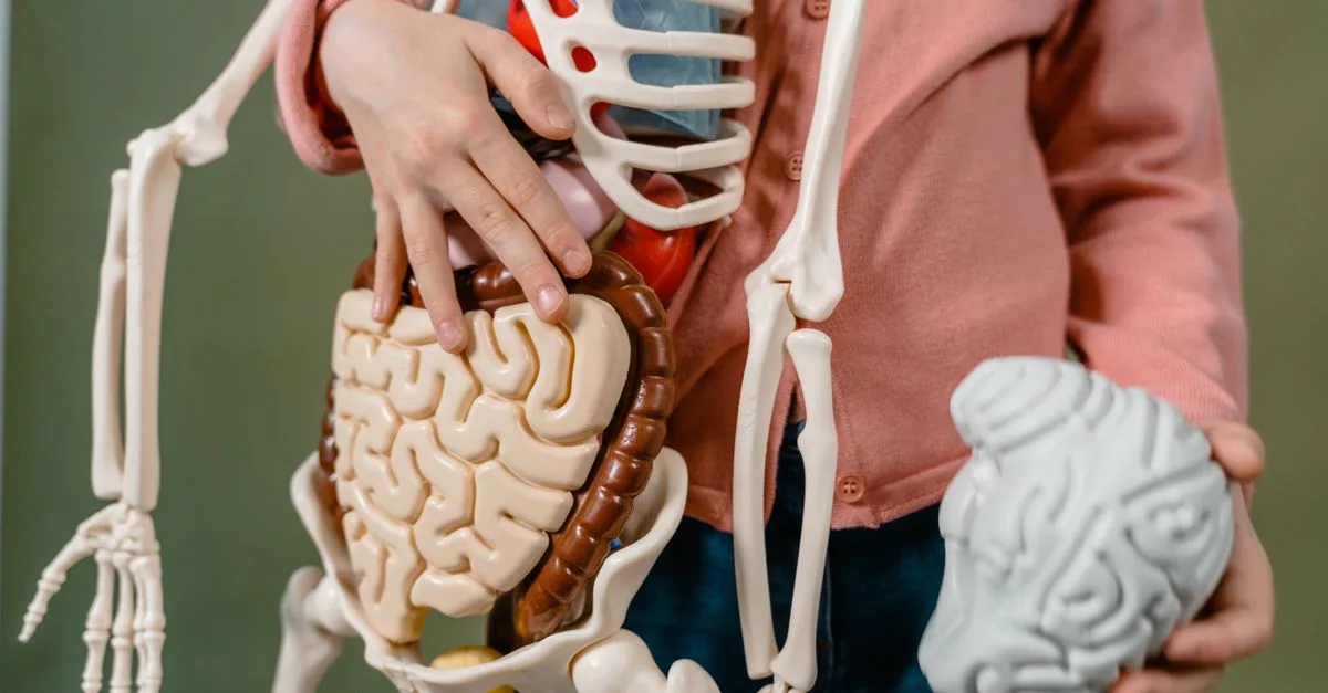 découvrez l'importance des enzymes digestives pour une meilleure digestion et un bien-être optimal. apprenez comment elles facilitent la décomposition des aliments et améliorent l'absorption des nutriments.