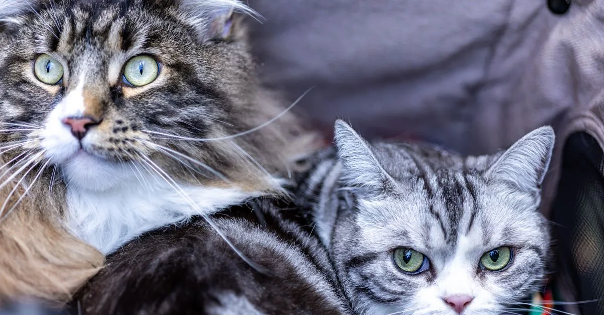 conseils pratiques pour une coexistence harmonieuse entre votre chat et les autres habitants de la maison. apprenez à gérer comportements, espaces et besoins pour une vie paisible.