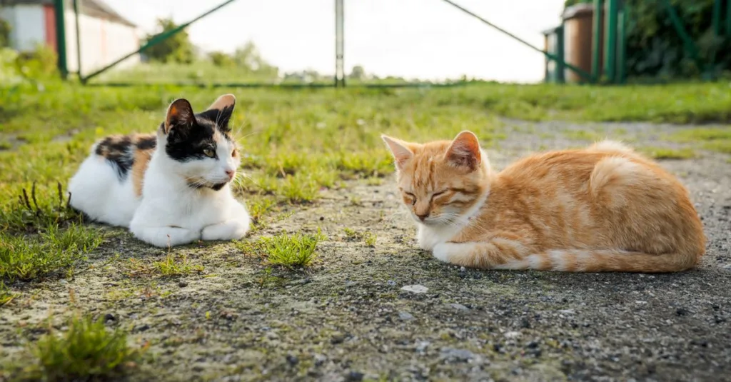 conseils essentiels pour une coexistence harmonieuse entre chats, incluant l’introduction, la gestion des conflits et le partage de l’espace.
