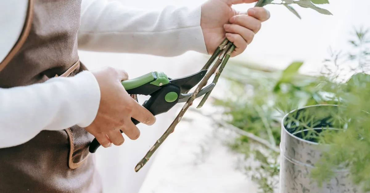 apprenez les meilleures techniques de taille des plantes pour favoriser leur croissance, améliorer leur santé et sublimer votre jardin.